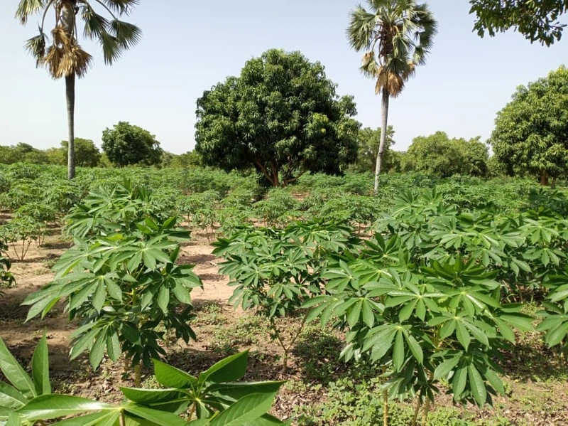 Techniques modernes de culture du manioc et les Zones Agricoles Protégées (ZAP) au Congo-Brazzaville