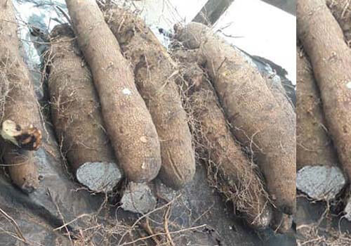 Igname de GAMBOMA (légume)